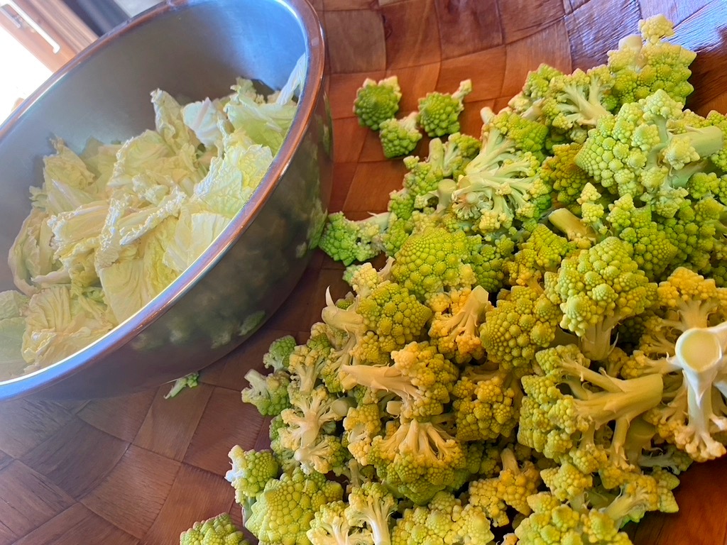 Saladier en inox de choux chinois émincé et fleurettes de choux romanesco devant. Atelier de cuisine de l'association LEX30 les enfants extraordinaires à Barjac.