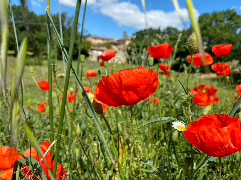 Gros plan sur les coquelicots du jardin du mas de rivet à Barjac.