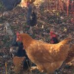 La basse-cour-LEX-le Mas de Rivet-7