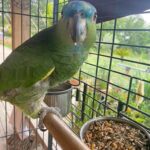 Les animaux-Lex-Fermette-le Mas de Rivet-Barjac-1