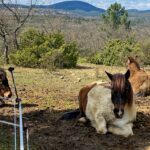 Photo des ânes et chevaux du mas de rivet, couchés au sol dans leur enclos avec vue sur la vallée de Barjac dans le Gard.