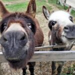 Les équidés du Mas de Rivet dans leur enclos.