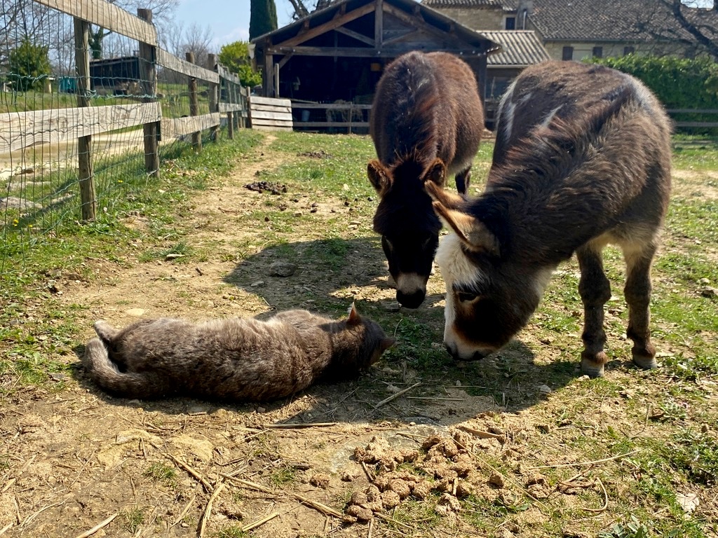 Chat se roulant au sol dans l'enclos devant des ânes au mas de rivet à Brjac dans le Gard.