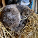 les animaux-LEX-Fermette-le Mas de Rivet-Barjac-2