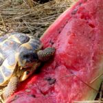 les animaux-LEX-Fermette-le Mas de Rivet-Barjac-3